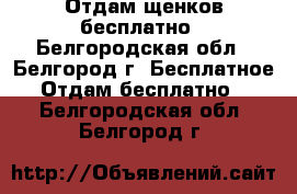 Отдам щенков бесплатно - Белгородская обл., Белгород г. Бесплатное » Отдам бесплатно   . Белгородская обл.,Белгород г.